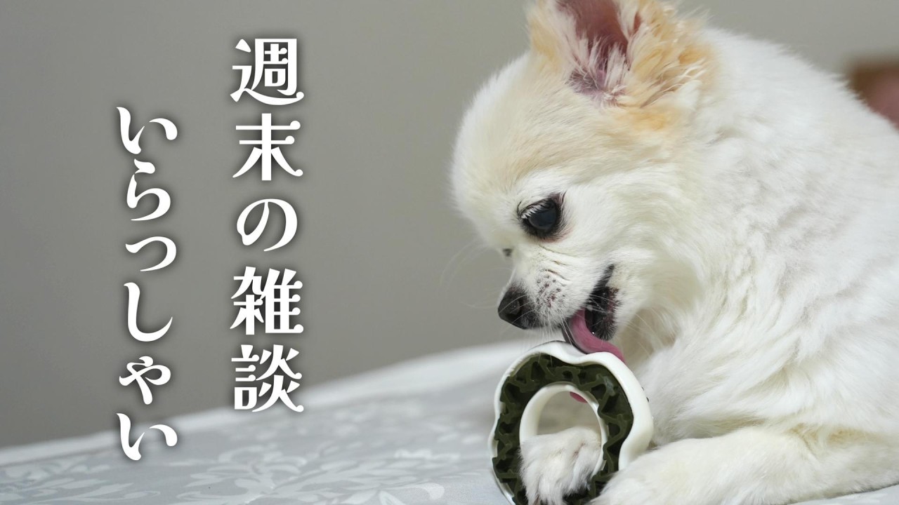 【咳が止まらなくなったら即終了】お久しぶり！少しだけ雑談しーましょ！