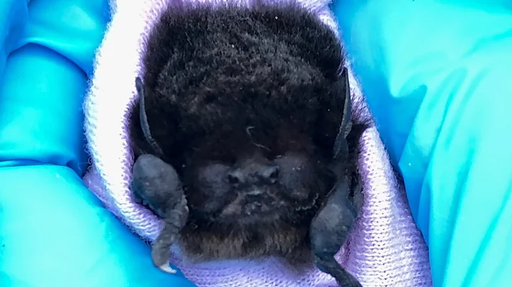 Rescuing a Gould's Wattled Bat found on the ground...