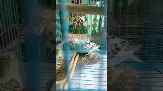 short 's #budgies baby #youtubeshorts