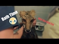 Bath time with riot the fox