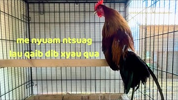 chicken, me nyuam lau qaib dib February 1, 2025