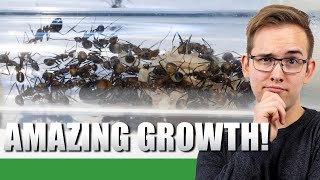 CRAZY GROWTH  | Camponotus Nicobarensis Update #2 - Ant Holleufer