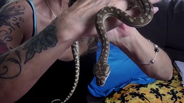 Handling A Defensive Young Snake (Bredli Carpet Python)
