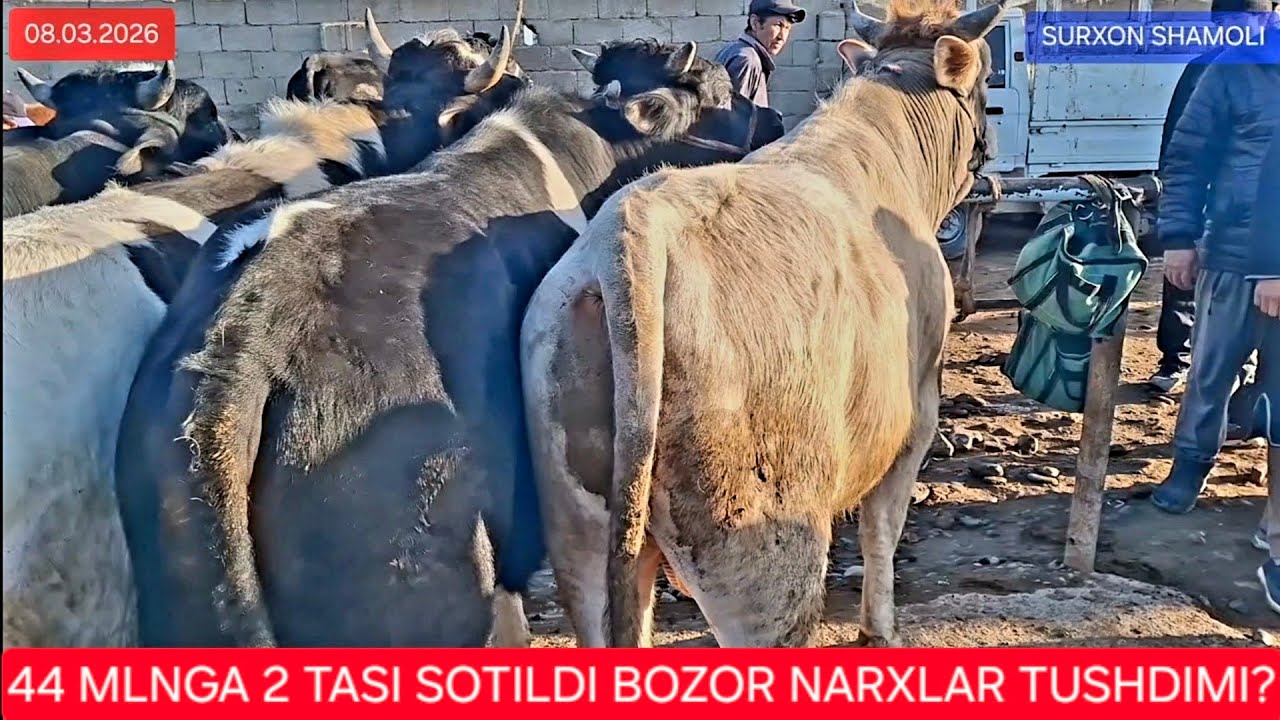 08.03.2026 QIZIRIQ JAXON MOL BOZORIDAN KICHIK VA BOQMA BOLLAR