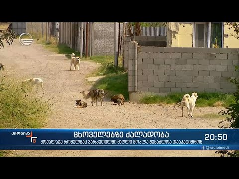 მოქალაქე რომელმაც ძაღლი პნევმატური იარაღით მოკლა,  შესაძოა დააპატიმრონ