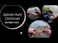 Species Hunt Contiues at Brymbo Pool