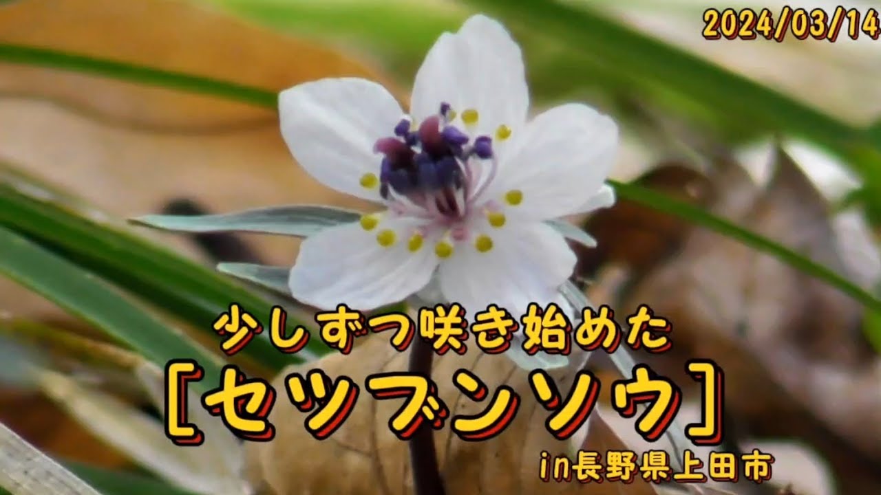 セツブンソウ】が咲き始める（長野県上田市）2024/03/14 - YouTube