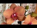 Орхидеи / Что растёт , что цветёт и что удивляет 27 февраля 2022 г.