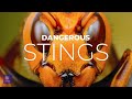 Dangerous Animal Stings | You MUST AVOID these 10 Most Dangerous Animal Stings