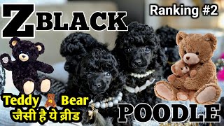 Teddy bear  जैसी डॉग ब्रीड | Black toy poodle Puppies for sale