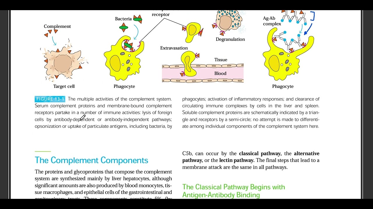 Complement System Classical Pathway