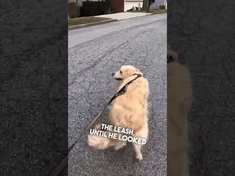 Video: Denne videoen om en Mama Hundegang har gått viral, men her er det som virkelig skjer