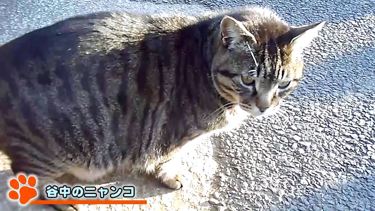 夕焼けだんだんの猫が可愛い 谷中魚善 Youtube
