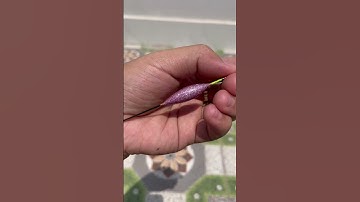 Phao hố đấu nano phiên bản sắc màu