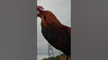 Bẫy gà rừng. Cuab qaib qus