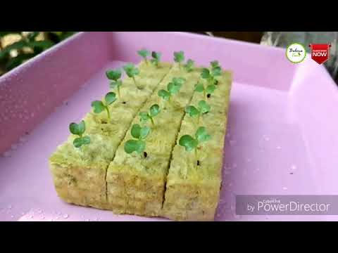 Panduan Hidroponik Sistem Sumbu / Wick Sistem Untuk Pemula