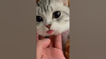 وأما من خاف مقام ربه ونهى النفس عن الهوى 😍 بصوت القارئ الصغير عبدالله 😍 # قطط #  ذكاء اصطناعي