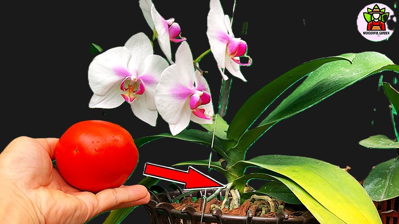 Чудесным образом всего один плод заставляет весь орхидейный сад взорваться.