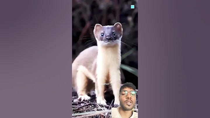 How Stoat Hypnotizes Rabbit #shorts #facts #knowfacttstudy #knowledge #animals #animalfacts