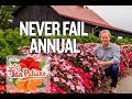 Garden Home Favorite: Sunpatiens | Never Fail Annual