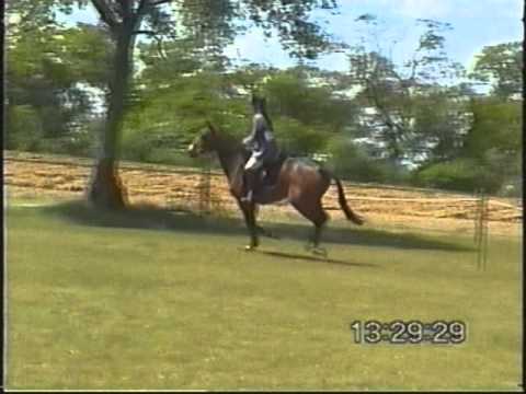 Astral Mistress 2'9 showjumping