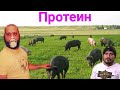 Дешёвые корма/Протеин/Свинья 800кг