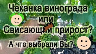 картинка: Чеканка Винограда или свисающий Прирост а что Вы Выбрали?