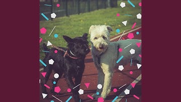 Remarkable Backdrops for Resting Dogs