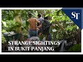 Strange sightings in Bukit Panjang | The Straits Times