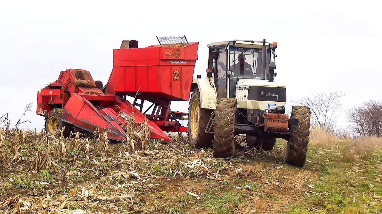Corn cobs harvesting 🌽🌽💨⚙🚜 Recoltăm știuletele cu Lamborghini 956 și ZMAJ 223-În ajutor vine UTB 445