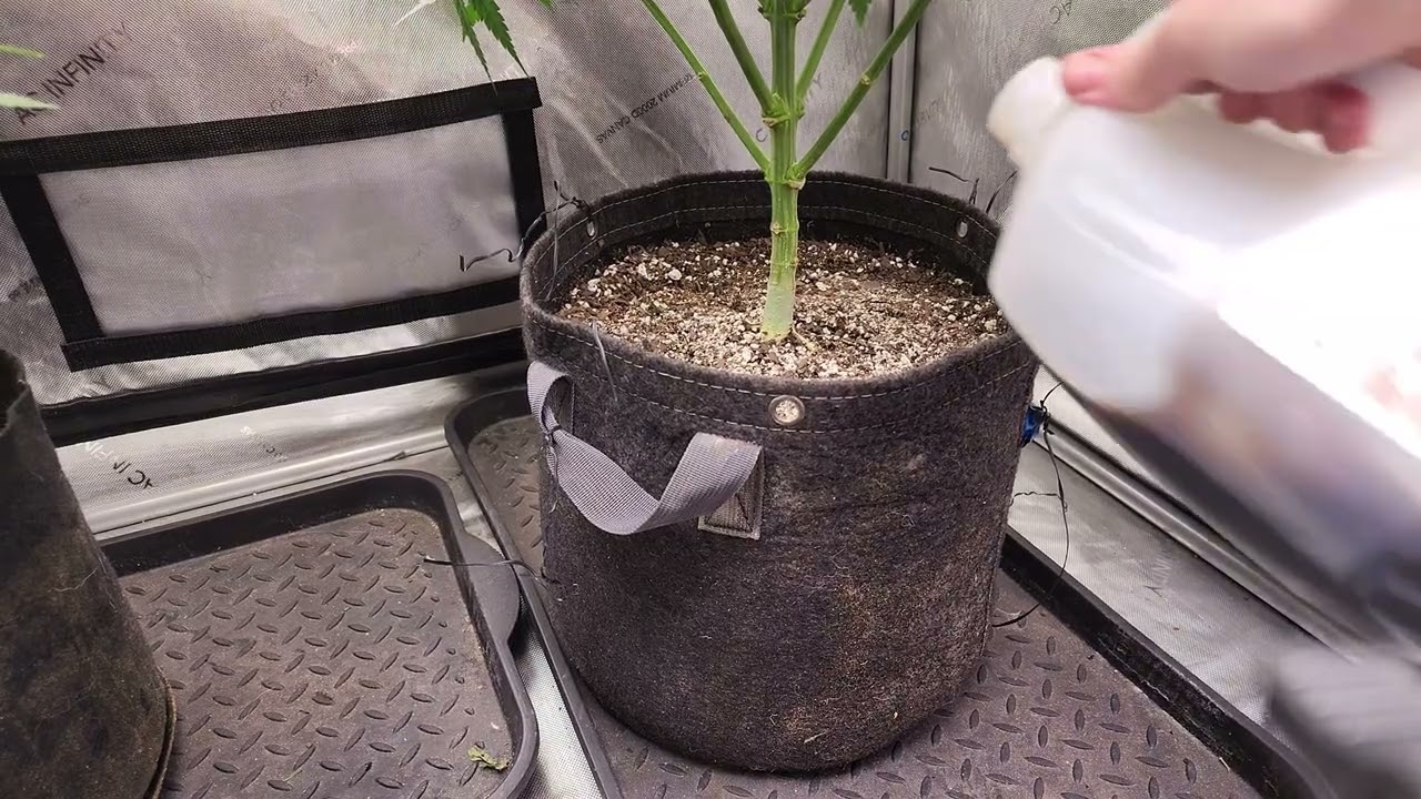 feeding my plants that secret sauce week 2 flower