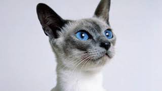 #Siamese cat #Cut #cats #All information in description by MARMAT G 35 views 3 years ago 8 minutes, 3 seconds
