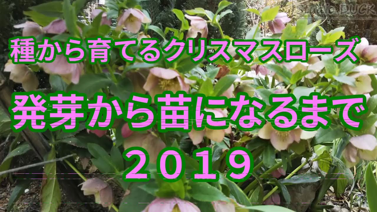 種から育てるクリスマスローズ 発芽から苗になるまで 19 Youtube