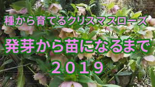 種から育てるクリスマスローズ～発芽から苗になるまで(2019) - YouTube