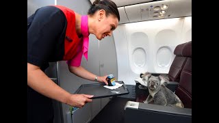 20 of the Funniest and Most Unusual Animal Air Passengers