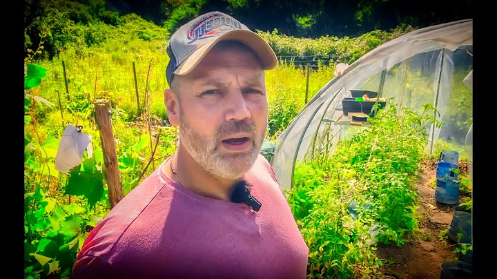 Fais MÛRIR tes TOMATES plus rapidement avec cette ASTUCE ! #tomate #farming #diy
