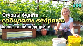 Подкормка из золы для огурцов. Урожай будете собирать вёдрами. @galabum