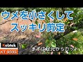収穫後にウメの剪定をノーカットで解説します【6月】kebtek 電動剪定鋏レビュー