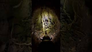 Ground Weevil POV: Inside the Hidden Root Zone | Micro Camera Simulation