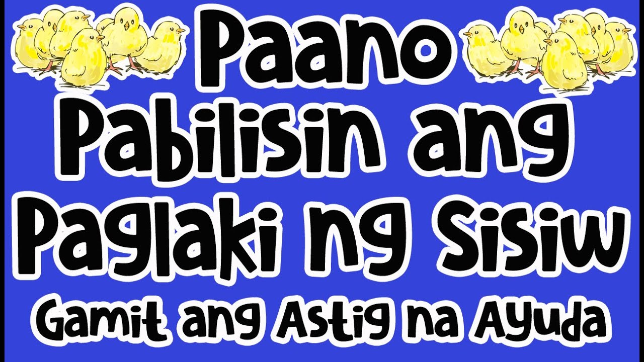 Paano Pabilisin ang Paglaki ng Sisiw || Astig na Ayuda