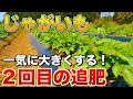 【じゃがいも栽培】一気に大きくなる２回目の追肥〜土寄せのやり方！追肥のタイミングは◯◯を見て判断しよう！