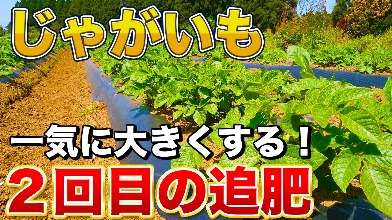 【じゃがいも栽培】一気に大きくなる２回目の追肥〜土寄せのやり方！追肥のタイミングは◯◯を見て判断しよう！