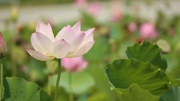 naw whatsapp status video//#naturelove //feel the music // save trees save our life.