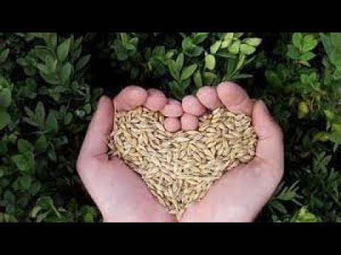 سلسلة طاقة الحياة قصة قمحة