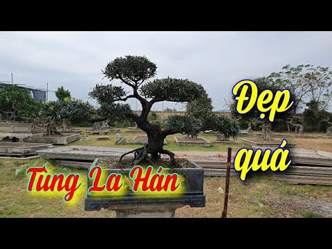 Video SH.4637. Nhiều cây Tùng La Hán đẹp dành cho các bạn... - youtube