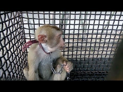 Video Bán khỉ con giá rẻ .....đã bán - youtube