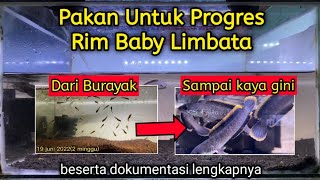 Cara Progres Rim Tebal Baby Limbata || Lengkap Dengan Dokumentasinya