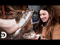 Snowbird hace pantuflas con piel de ratas | Alaska: Hombres Primitivos | Discovery Latinoamérica