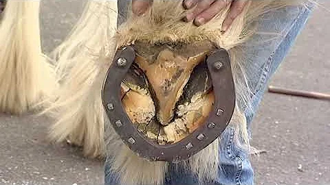 Shoeing Draft Horses - Shoeing for Heavy Horses by J & A Ferrie [PART 5]