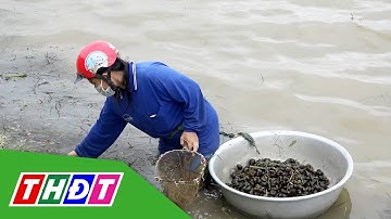 Người dân Đồng Tháp tăng thu nhập nhờ kéo ốc bươu vàng mùa nước | THDT
